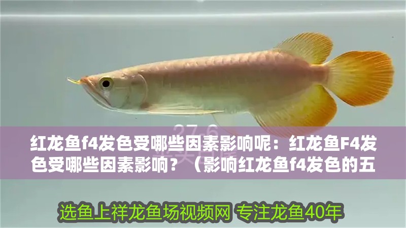 紅龍魚f4發(fā)色受哪些因素影響呢：紅龍魚F4發(fā)色受哪些因素影響？（影響紅龍魚f4發(fā)色的五個主要因素）
