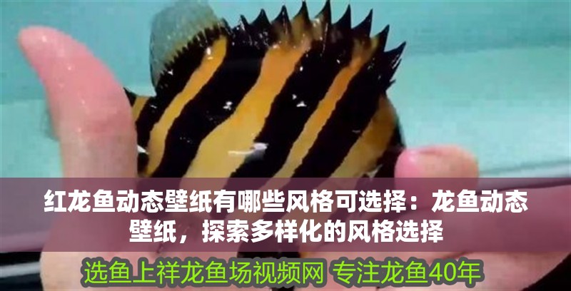 紅龍魚動態壁紙有哪些風格可選擇：龍魚動態壁紙，探索多樣化的風格選擇