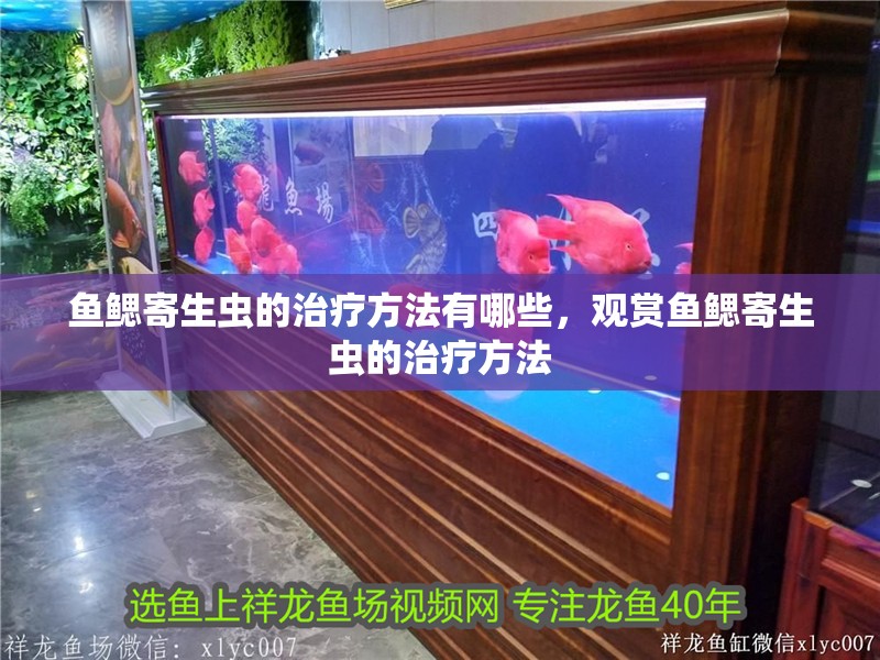 魚鰓寄生蟲的治療方法有哪些，觀賞魚鰓寄生蟲的治療方法 魚鰓寄生蟲的治療方法有哪些，觀賞魚鰓寄生蟲的治療方法 龍魚百科