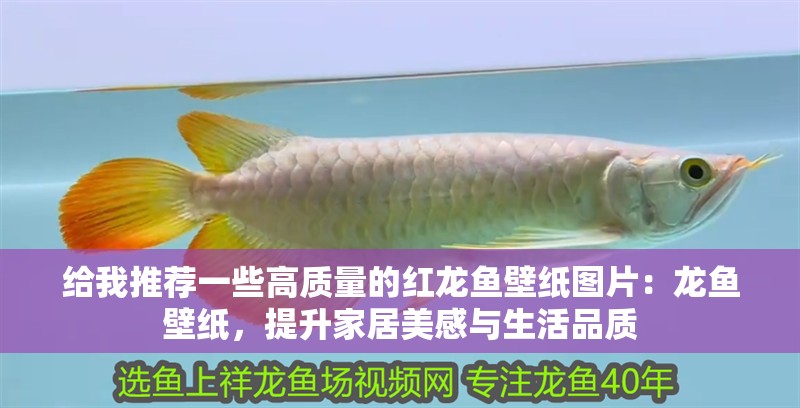 給我推薦一些高質(zhì)量的紅龍魚壁紙圖片：龍魚壁紙，提升家居美感與生活品質(zhì)