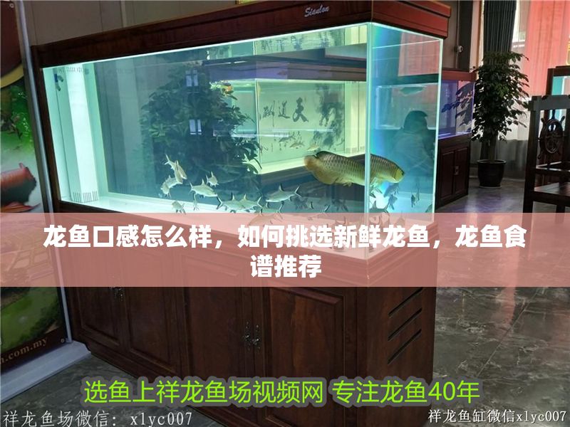 龍魚口感怎么樣，如何挑選新鮮龍魚，龍魚食譜推薦