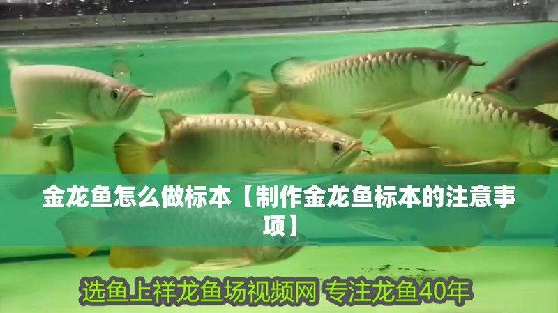 金龍魚怎么做標本【制作金龍魚標本的注意事項】