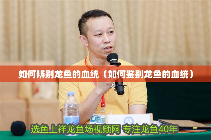 如何辨別龍魚的血統（如何鑒別龍魚的血統）