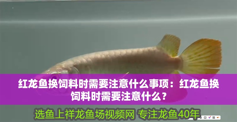 紅龍魚換飼料時需要注意什么事項：紅龍魚換飼料時需要注意什么？