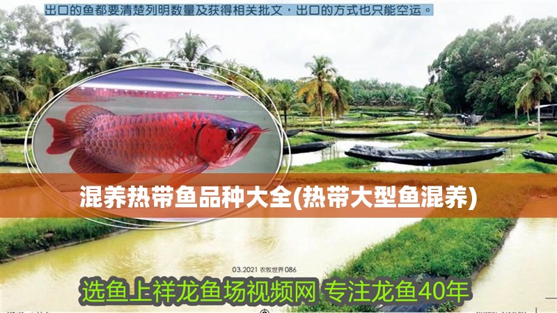 混養熱帶魚品種大全(熱帶大型魚混養) 混養熱帶魚品種大全(熱帶大型魚混養) 觀賞魚百科