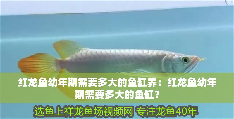 紅龍魚幼年期需要多大的魚缸養(yǎng)：紅龍魚幼年期需要多大的魚缸？
