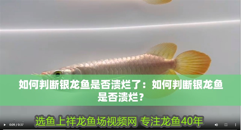 如何判斷銀龍魚是否潰爛了：如何判斷銀龍魚是否潰爛？