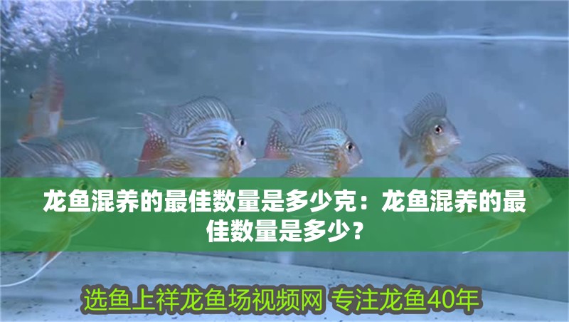 龍魚混養(yǎng)的最佳數(shù)量是多少克：龍魚混養(yǎng)的最佳數(shù)量是多少？