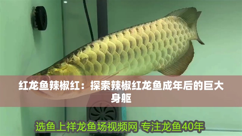 紅龍魚辣椒紅：探索辣椒紅龍魚成年后的巨大身軀
