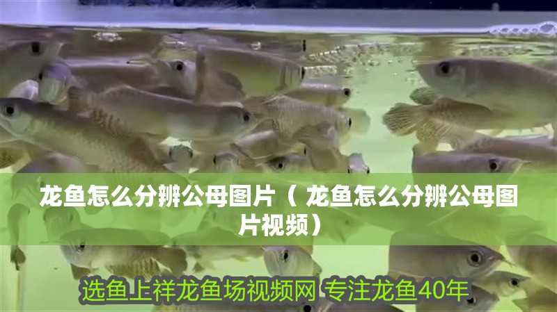龍魚怎么分辨公母圖片（ 龍魚怎么分辨公母圖片視頻）