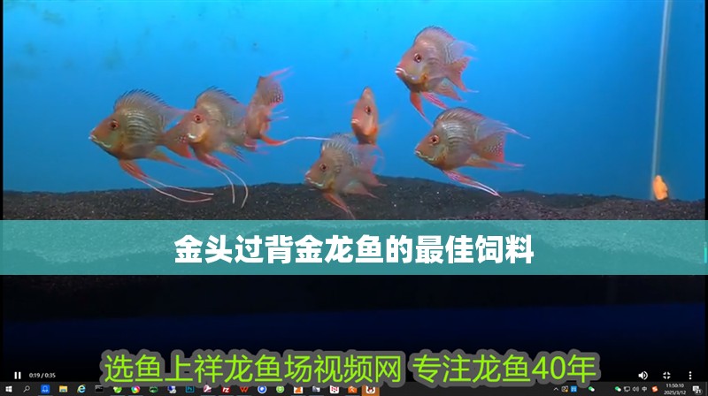 金頭過背金龍魚的最佳飼料