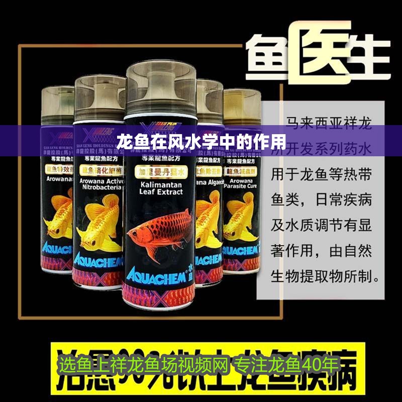 龍魚在風水學中的作用 龍魚在風水學中的作用 水族問答