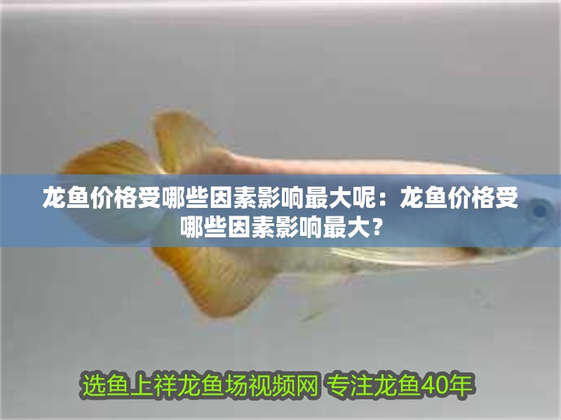 龍魚價(jià)格受哪些因素影響最大呢：龍魚價(jià)格受哪些因素影響最大？