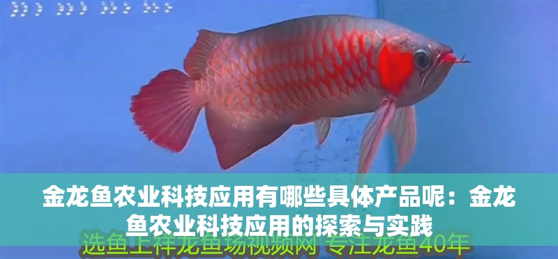 金龍魚農業科技應用有哪些具體產品呢：金龍魚農業科技應用的探索與實踐