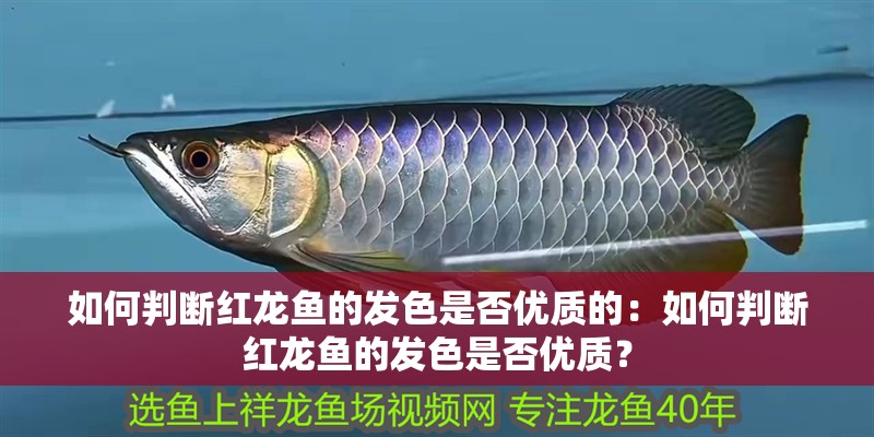 如何判斷紅龍魚的發(fā)色是否優(yōu)質(zhì)的：如何判斷紅龍魚的發(fā)色是否優(yōu)質(zhì)？