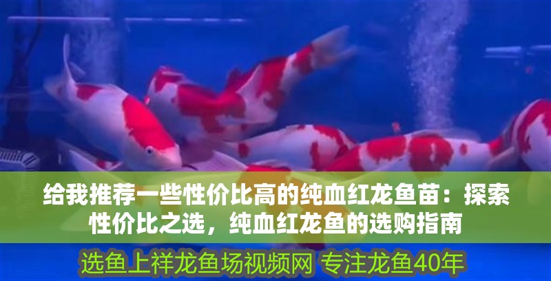 給我推薦一些性價比高的純血紅龍魚苗：探索性價比之選，純血紅龍魚的選購指南