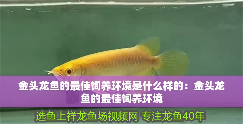 金頭龍魚的最佳飼養環境是什么樣的：金頭龍魚的最佳飼養環境