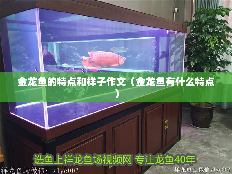 金龍魚的特點和樣子作文（金龍魚有什么特點）