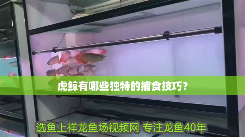 虎鯨有哪些獨(dú)特的捕食技巧？
