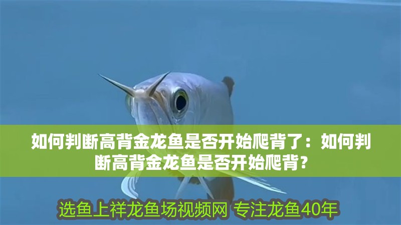 如何判斷高背金龍魚是否開始爬背了：如何判斷高背金龍魚是否開始爬背？