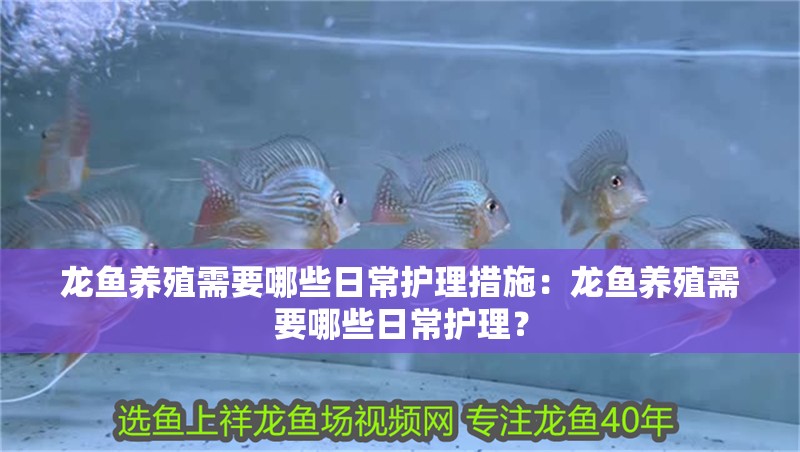 龍魚養(yǎng)殖需要哪些日常護理措施：龍魚養(yǎng)殖需要哪些日常護理？