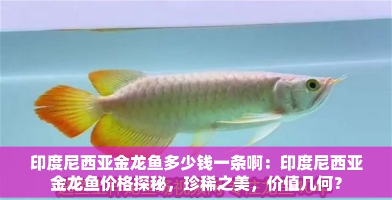 印度尼西亞金龍魚多少錢一條?。河《饶嵛鱽喗瘕堲~價格探秘，珍稀之美，價值幾何？