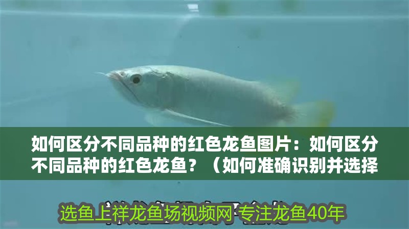 如何區分不同品種的紅色龍魚圖片：如何區分不同品種的紅色龍魚？（如何準確識別并選擇適合自己的紅色龍魚品種）