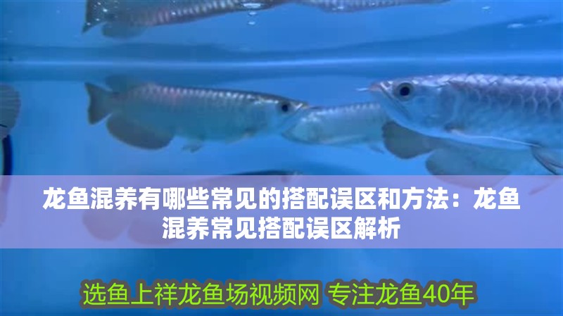 龍魚混養有哪些常見的搭配誤區和方法：龍魚混養常見搭配誤區解析