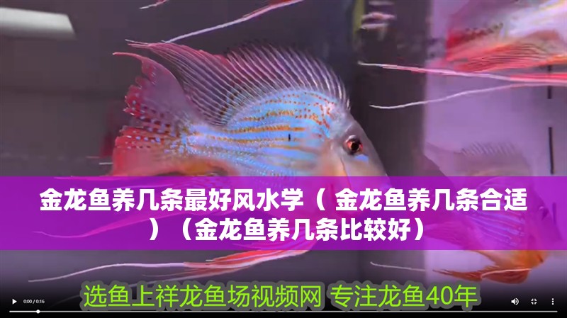 金龍魚養幾條最好風水學（ 金龍魚養幾條合適）（金龍魚養幾條比較好）