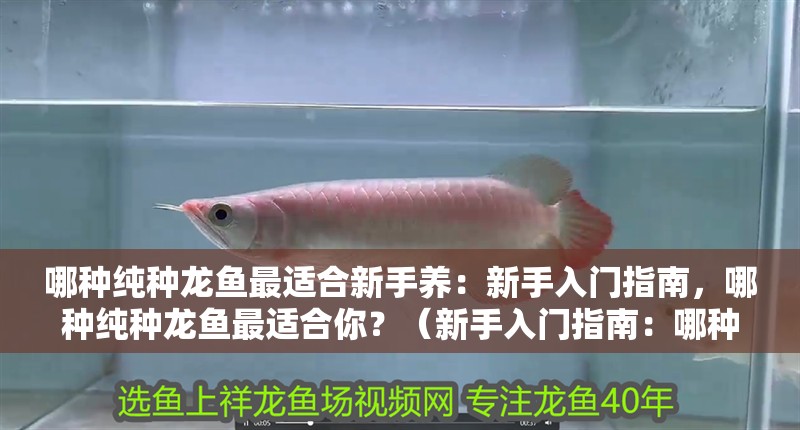 哪種純種龍魚最適合新手養：新手入門指南，哪種純種龍魚最適合你？（新手入門指南：哪種純種龍魚最適合新手飼養）