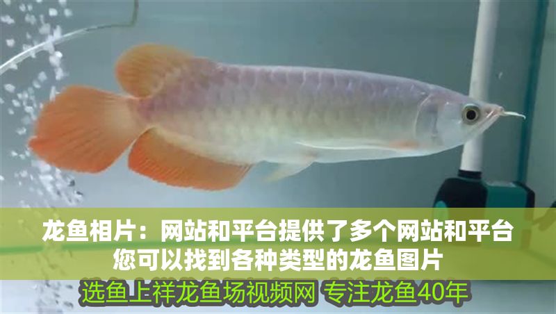 龍魚相片：網(wǎng)站和平臺(tái)提供了多個(gè)網(wǎng)站和平臺(tái)您可以找到各種類型的龍魚圖片