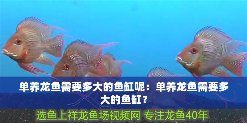 單養(yǎng)龍魚需要多大的魚缸呢：單養(yǎng)龍魚需要多大的魚缸？