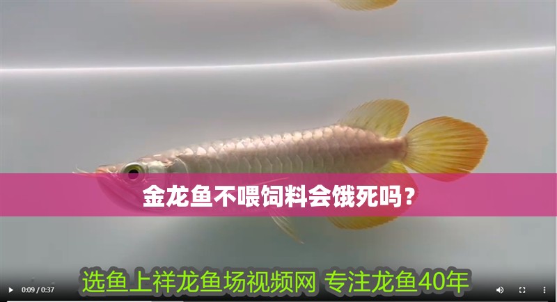 金龍魚不喂飼料會餓死嗎？