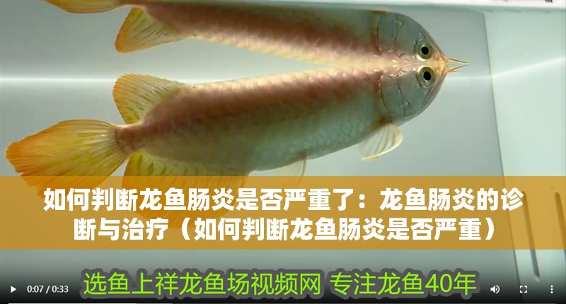 如何判斷龍魚腸炎是否嚴重了：龍魚腸炎的診斷與治療（如何判斷龍魚腸炎是否嚴重）