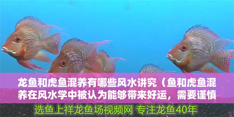 龍魚和虎魚混養有哪些風水講究（魚和虎魚混養在風水學中被認為能夠帶來好運，需要謹慎處理）