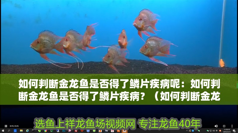 如何判斷金龍魚是否得了鱗片疾病呢：如何判斷金龍魚是否得了鱗片疾病？（如何判斷金龍魚的鱗片疾病）