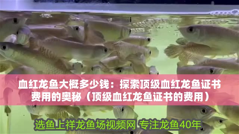 血紅龍魚大概多少錢：探索頂級血紅龍魚證書費用的奧秘（頂級血紅龍魚證書的費用）
