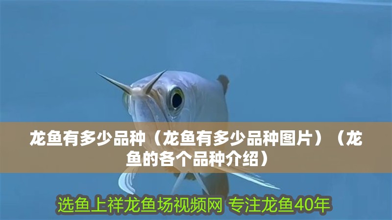 龍魚有多少品種（龍魚有多少品種圖片）（龍魚的各個品種介紹）