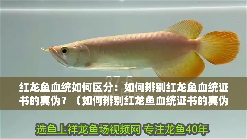 紅龍魚血統如何區分：如何辨別紅龍魚血統證書的真偽？（如何辨別紅龍魚血統證書的真偽）