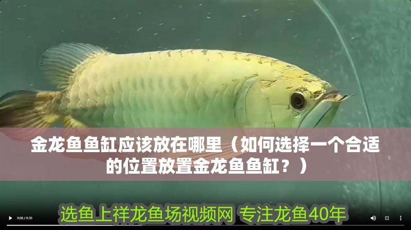 金龍魚魚缸應該放在哪里（如何選擇一個合適的位置放置金龍魚魚缸？）