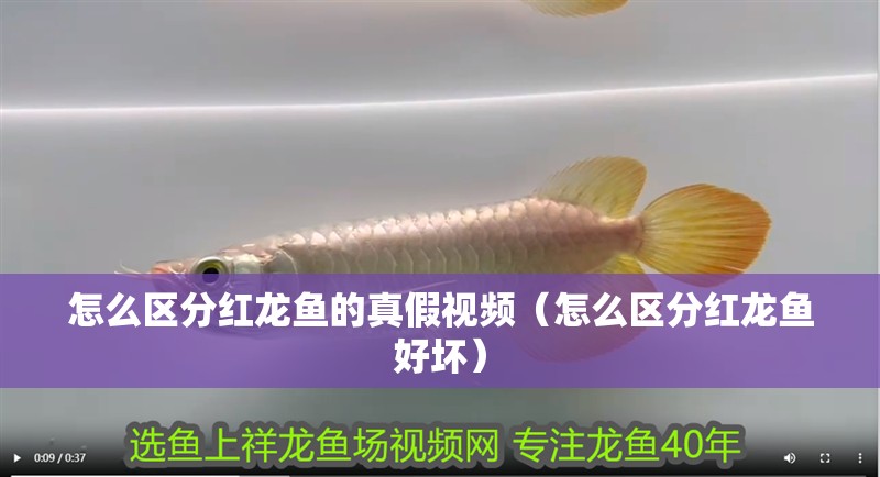 怎么區分紅龍魚的真假視頻（怎么區分紅龍魚好壞）