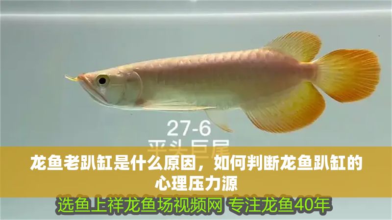 龍魚老趴缸是什么原因，如何判斷龍魚趴缸的心理壓力源
