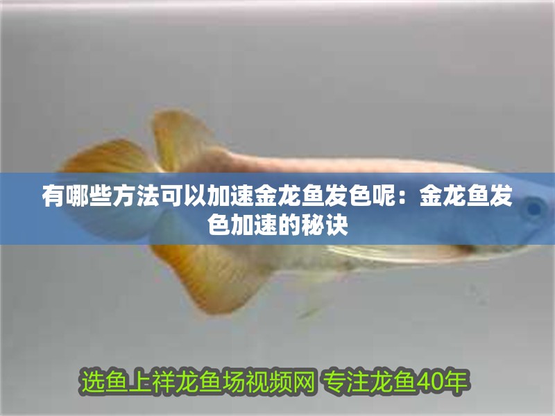 有哪些方法可以加速金龍魚發色呢：金龍魚發色加速的秘訣