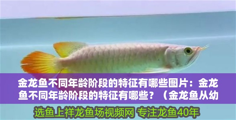 金龍魚不同年齡階段的特征有哪些圖片：金龍魚不同年齡階段的特征有哪些？（金龍魚從幼年到成年的不同階段）