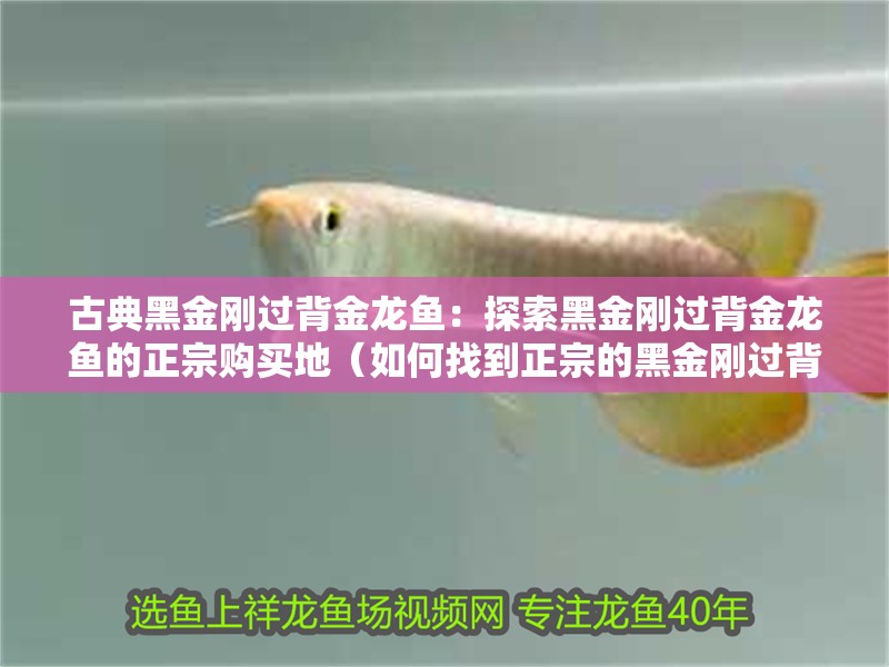 古典黑金剛過背金龍魚：探索黑金剛過背金龍魚的正宗購買地（如何找到正宗的黑金剛過背金龍魚）