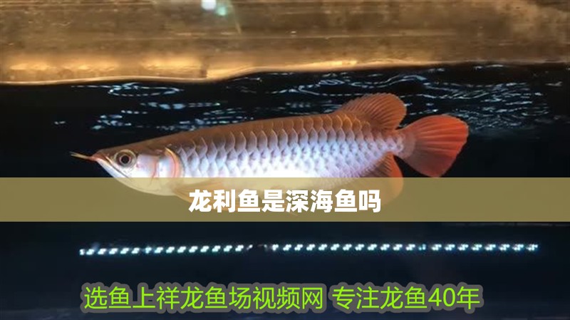龍利魚是深海魚嗎
