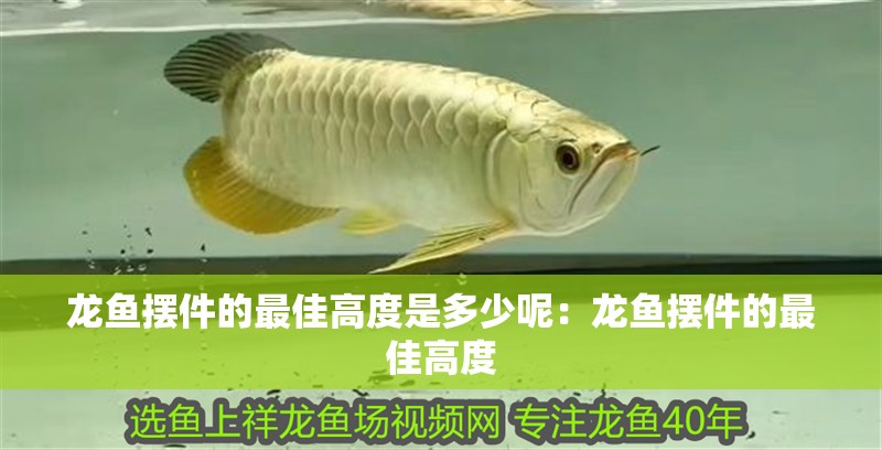 龍魚擺件的最佳高度是多少呢：龍魚擺件的最佳高度