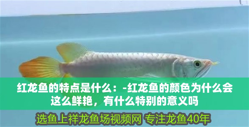 紅龍魚的特點是什么：-紅龍魚的顏色為什么會這么鮮艷，有什么特別的意義嗎