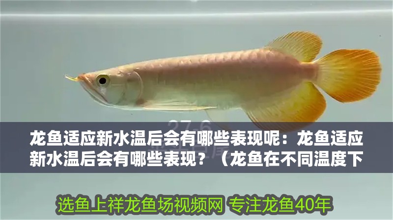 龍魚(yú)適應(yīng)新水溫后會(huì)有哪些表現(xiàn)呢：龍魚(yú)適應(yīng)新水溫后會(huì)有哪些表現(xiàn)？（龍魚(yú)在不同溫度下的表現(xiàn)）