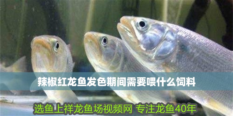 辣椒紅龍魚發色期間需要喂什么飼料